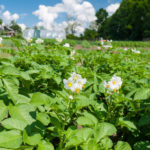 Potato Quarantine Pests: a Potential Threat that Could Become a Reality