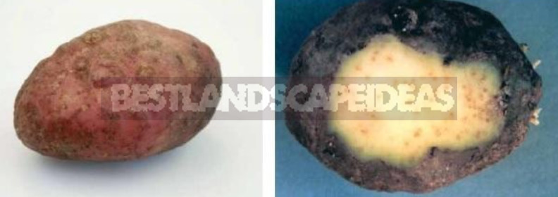 Potato Quarantine Pests: a Potential Threat that Could Become a Reality
