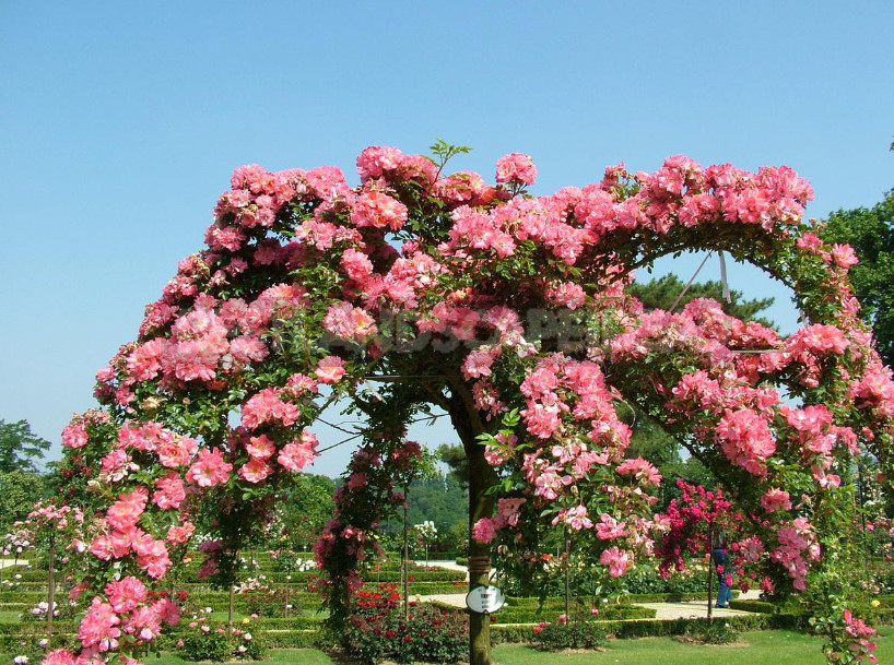 Rose Garden: Elements of Regular Style