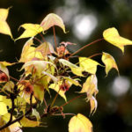 Southern Exotics on Northern Cottage: Twins of Deciduous Trees