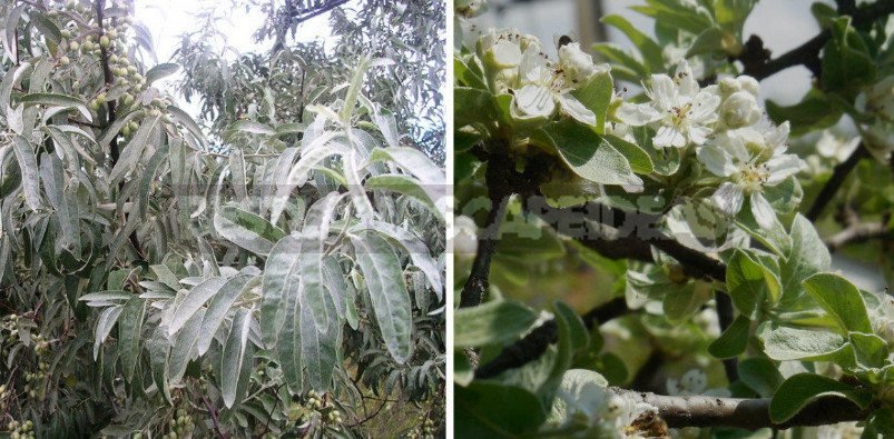 Southern Exotics on Northern Cottage: Twins of Deciduous Trees