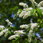 Types of Prunus Padus: Description, Features of Cultivation