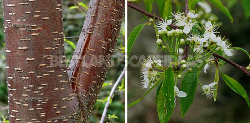 Types of Prunus Padus: Description, Features of Cultivation
