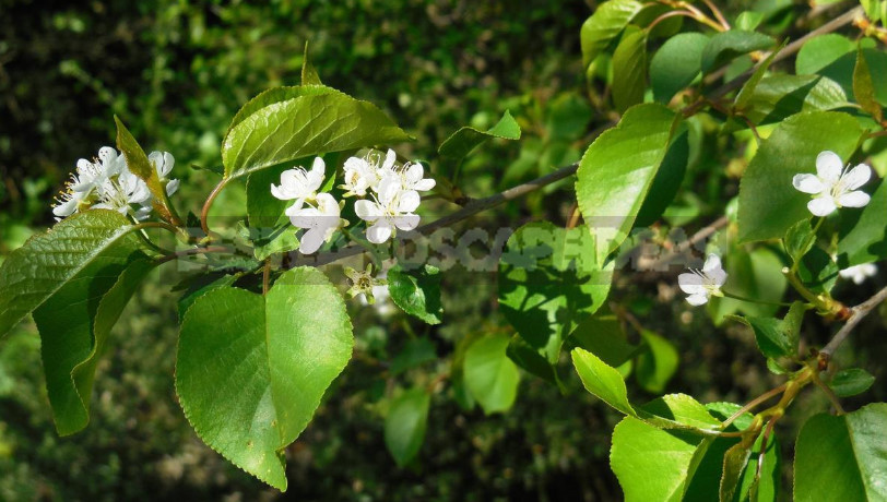 Types of Prunus Padus: Description, Features of Cultivation