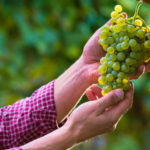 Grapes for the Northern Regions: Varieties and Planting Features