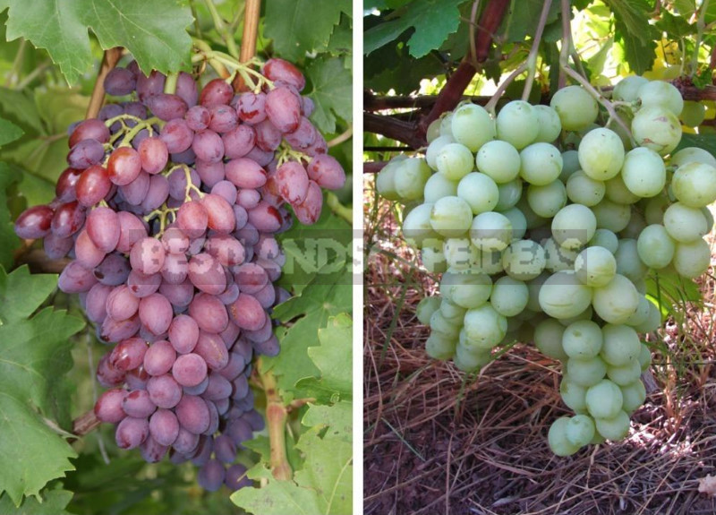 Grapes for the Northern Regions: Varieties and Planting Features