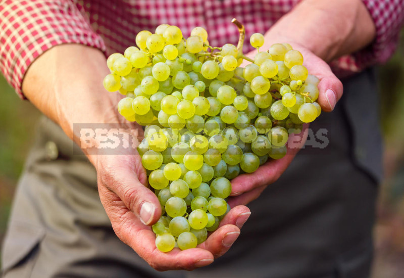 Grapes for the Northern Regions: Varieties and Planting Features