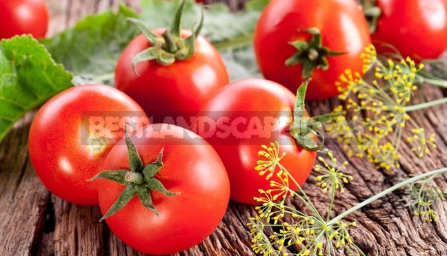 Tomatoes From the Seed to the Grown-Up Seedlings (Part 1)
