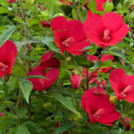 The Plant Counterparts to the South and North Cottages: Shrubs