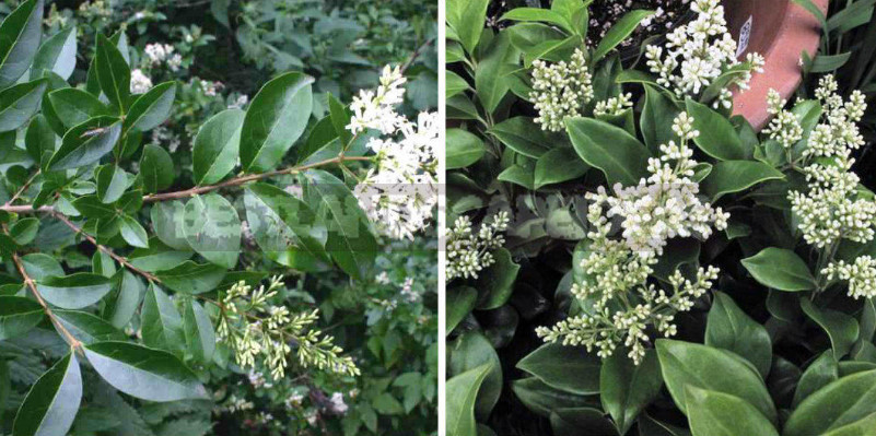 The Plant Counterparts to the South and North Cottages: Shrubs