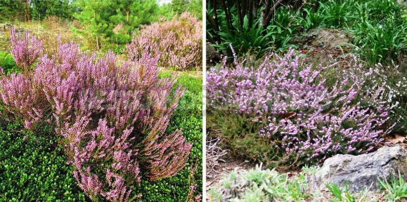The Plant Counterparts to the South and North Cottages: Shrubs