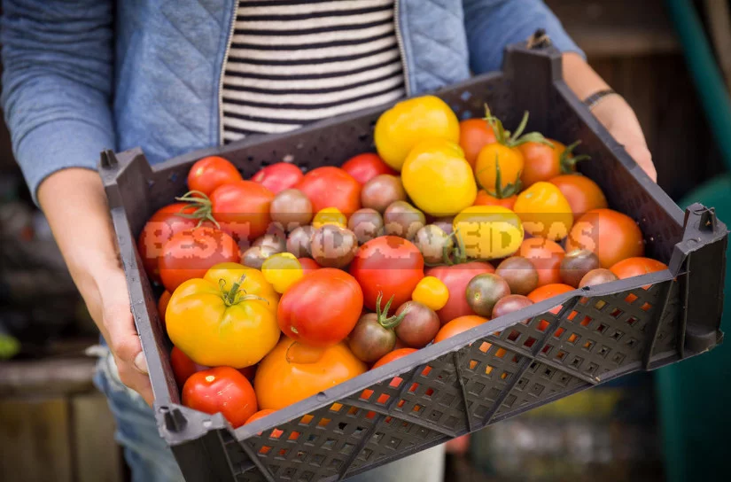 What Determines the Taste of Tomatoes