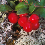 How To Plant And Care For Lingonberry