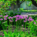 How To Plant And Care For Allium