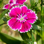 How To Plant And Care For Dianthus