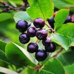 How To Plant And Care For Aronia Melanocarpa