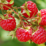 How To Plant And Care For Rubus Idaeus