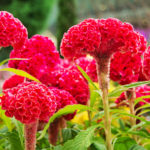 How To Plant And Care For Celosia