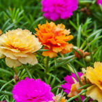 How To Plant And Care For Portulaca