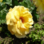 Funny Story, of Transplanting Roses