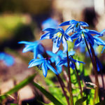 How To Plant And Care For Scilla