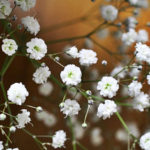 How To Plant And Care For Gypsophila