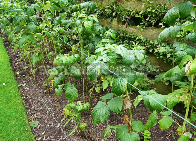 How To Plant And Care For Rubus Idaeus