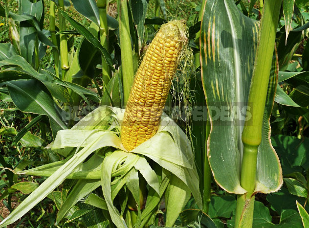 How To Plant And Care For Corn