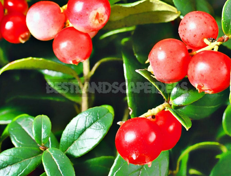 How To Plant And Care For Lingonberry