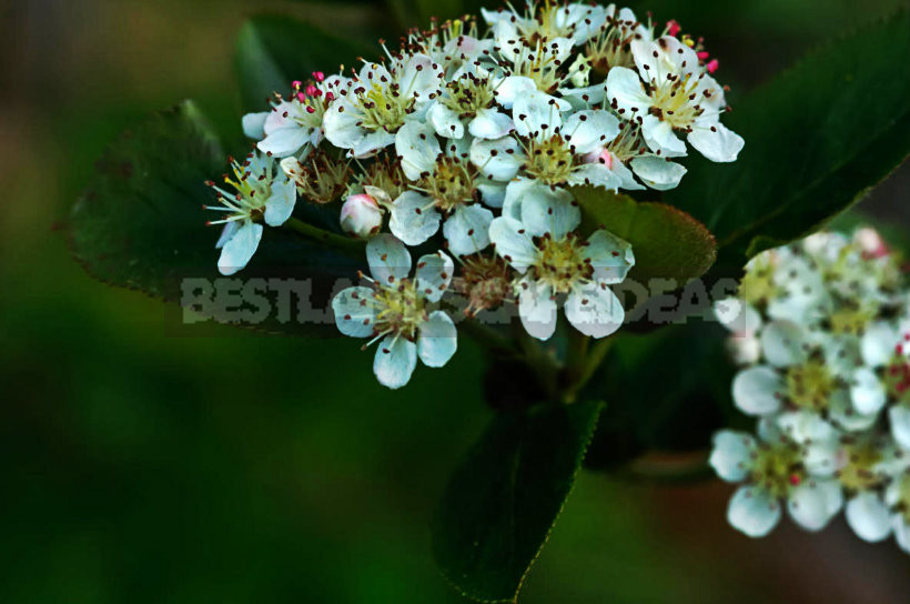 How To Plant And Care For Aronia Melanocarpa