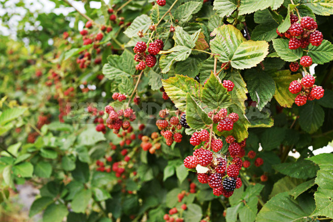 How To Plant And Care For Rubus Idaeus