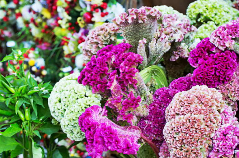 How To Plant And Care For Celosia Best Landscape Ideas
