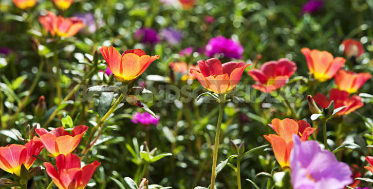 How To Plant And Care For Portulaca