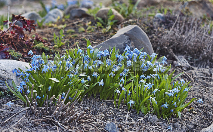 How To Plant And Care For Scilla
