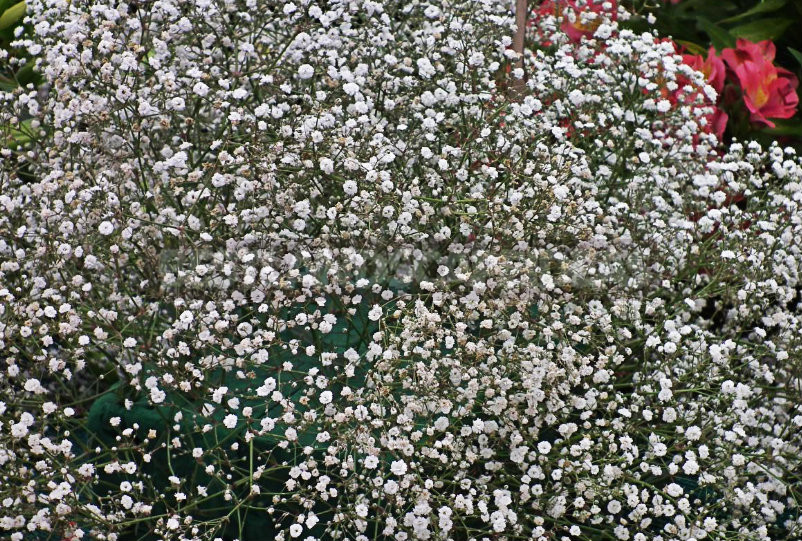 How To Plant And Care For Gypsophila