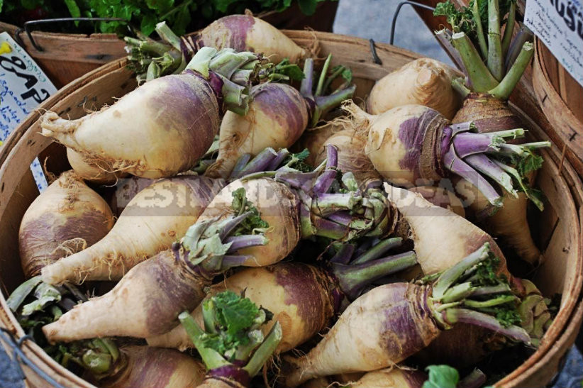 How To Plant And Care For Rutabaga