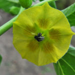 How To Plant And Care For Physális Philadélphica