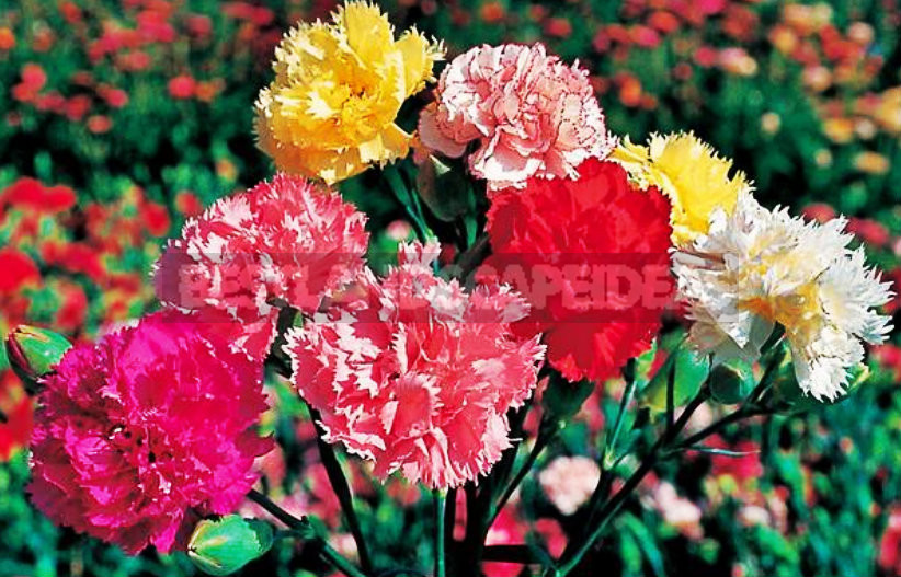 How To Plant And Care For Dianthus