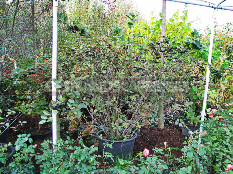 How To Plant And Care For Aronia Melanocarpa