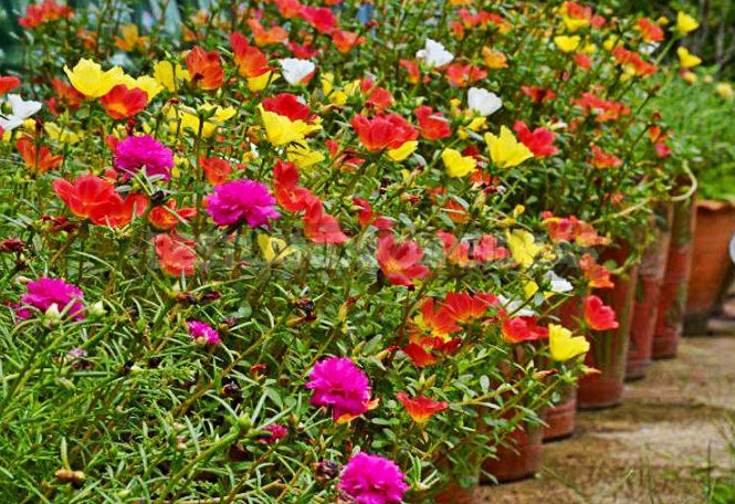 How To Plant And Care For Portulaca