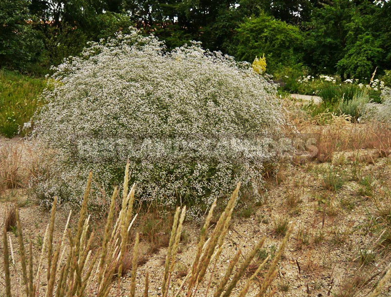 How To Plant And Care For Gypsophila