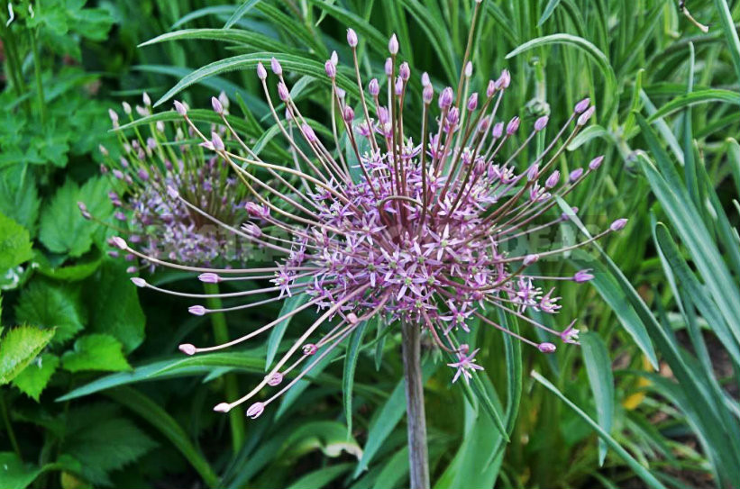 How To Plant And Care For Allium
