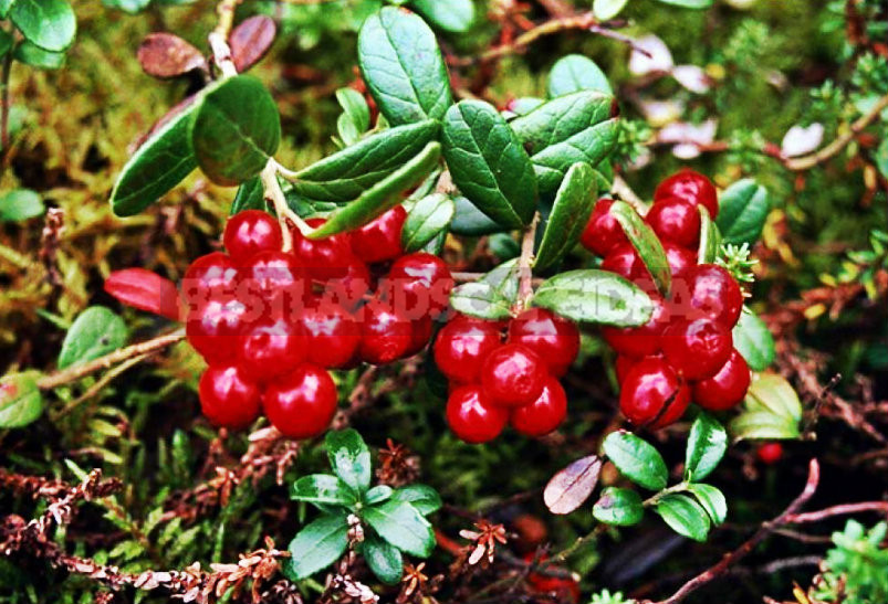 How To Plant And Care For Lingonberry