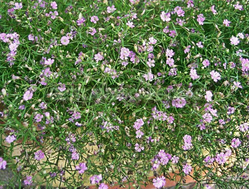 How To Plant And Care For Gypsophila