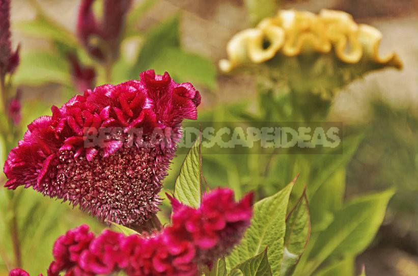 How To Plant And Care For Celosia