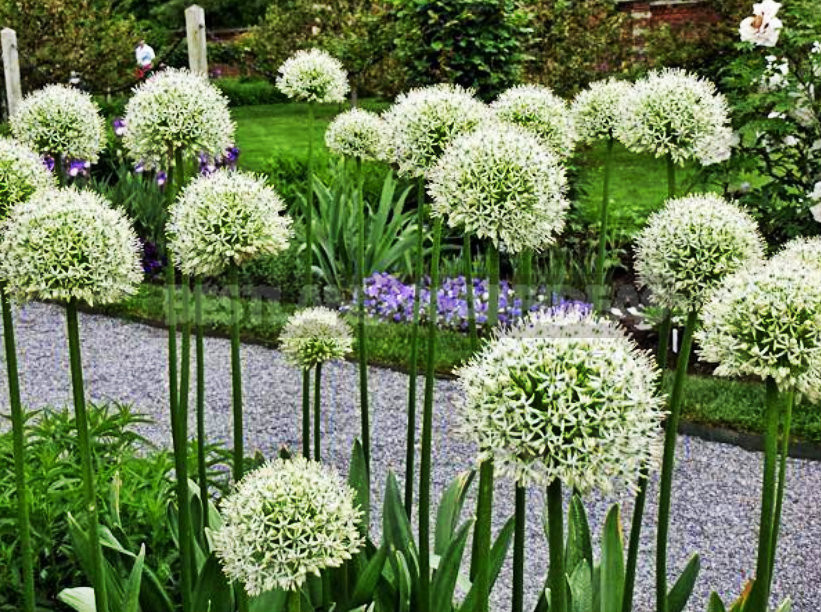 How To Plant And Care For Allium