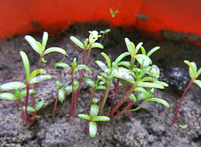 How To Plant And Care For Portulaca