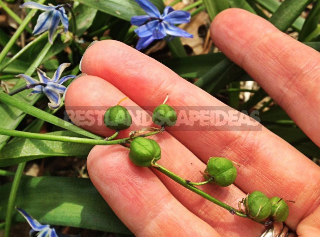 How To Plant And Care For Scilla