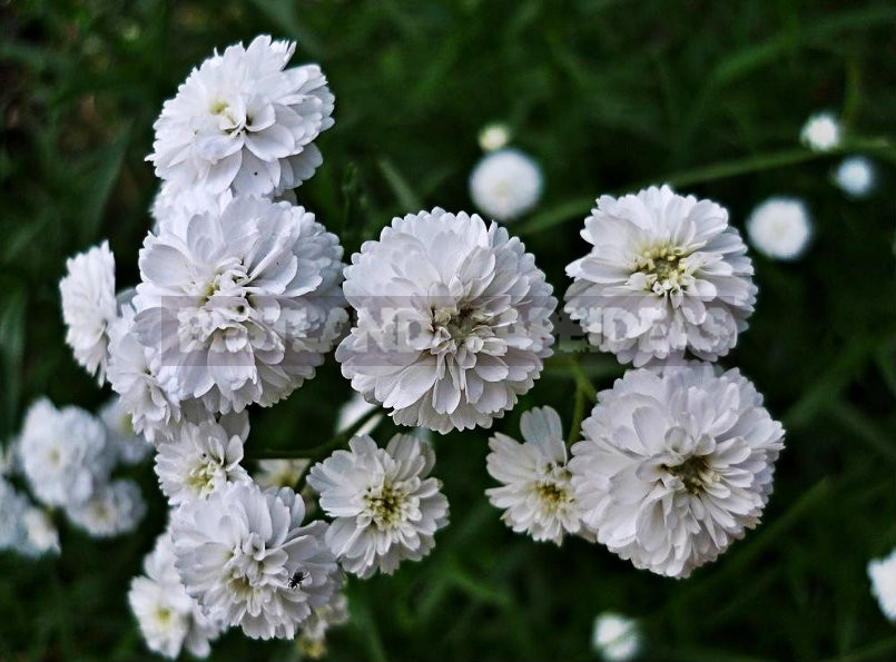 How To Plant And Care For Gypsophila
