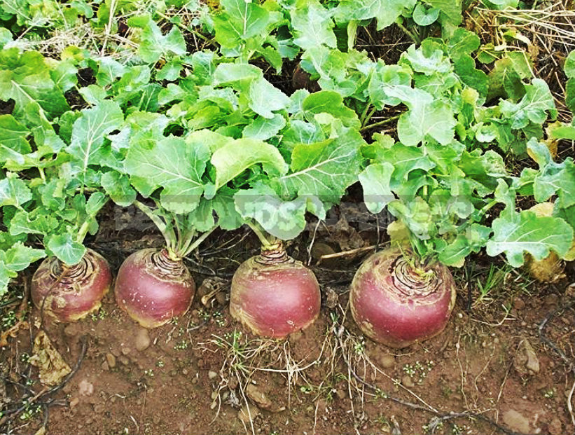 How To Plant And Care For Rutabaga